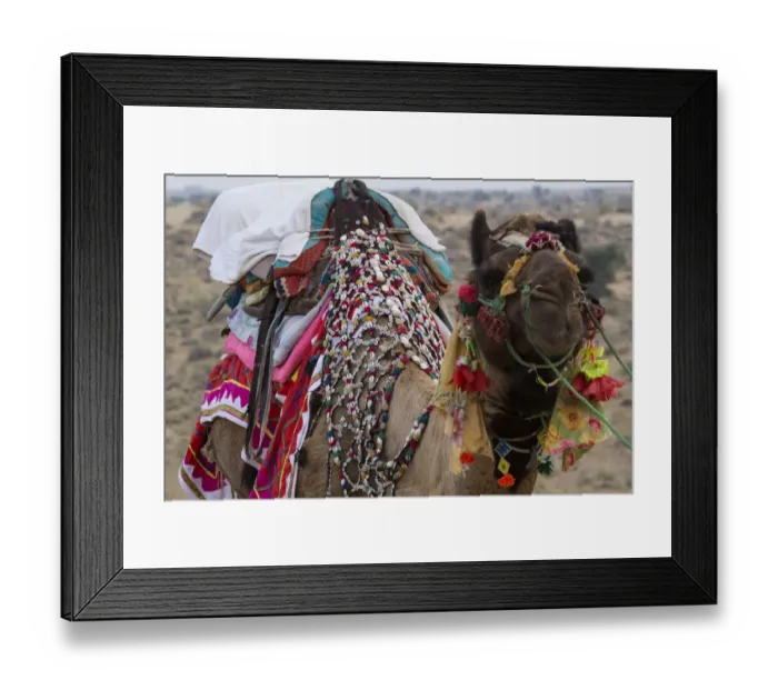 Framed Print : Asia, India, Rajasthan, Manvar, desert, sand dunes. decorated camel Framed Print : Asia, India, Rajasthan, Manvar, desert, sand dunes. decorated camel