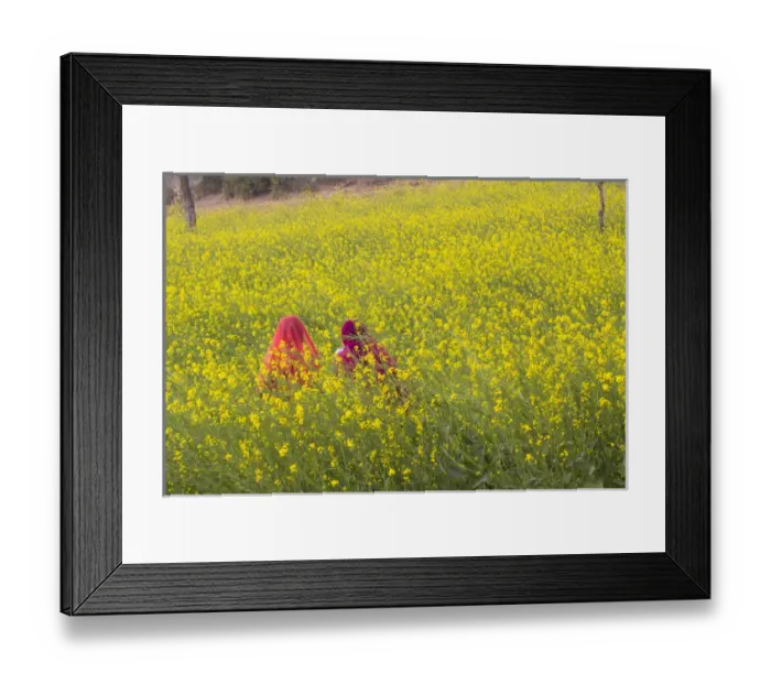 Framed Print : Asia, India, Rajasthan, Khichan village, women sitting in field of mustard flowers in bloom Framed Print : Asia, India, Rajasthan, Khichan village, women sitting in field of mustard flowers in bloom