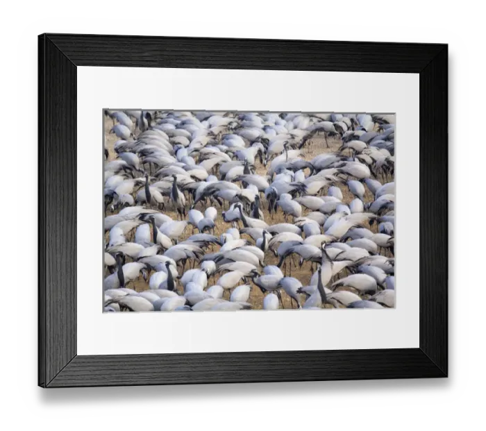 Framed Print : Asia, India, Rajasthan, Khichan village, Demoiselle cranes Framed Print : Asia, India, Rajasthan, Khichan village, Demoiselle cranes