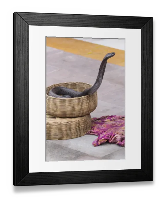 Framed Print : Asia, India, Rajasthan, Jaipur, snake charmers snake coming out of its basket Framed Print : Asia, India, Rajasthan, Jaipur, snake charmers snake coming out of its basket