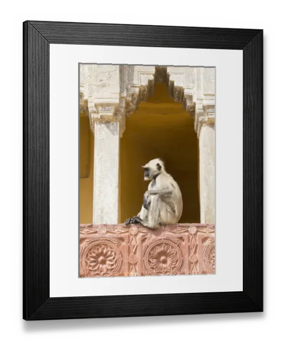 Framed Print : Asia, India, Rajasthan, Jaipur, Amber Fort. Monkey in the courtyard Framed Print : Asia, India, Rajasthan, Jaipur, Amber Fort. Monkey in the courtyard