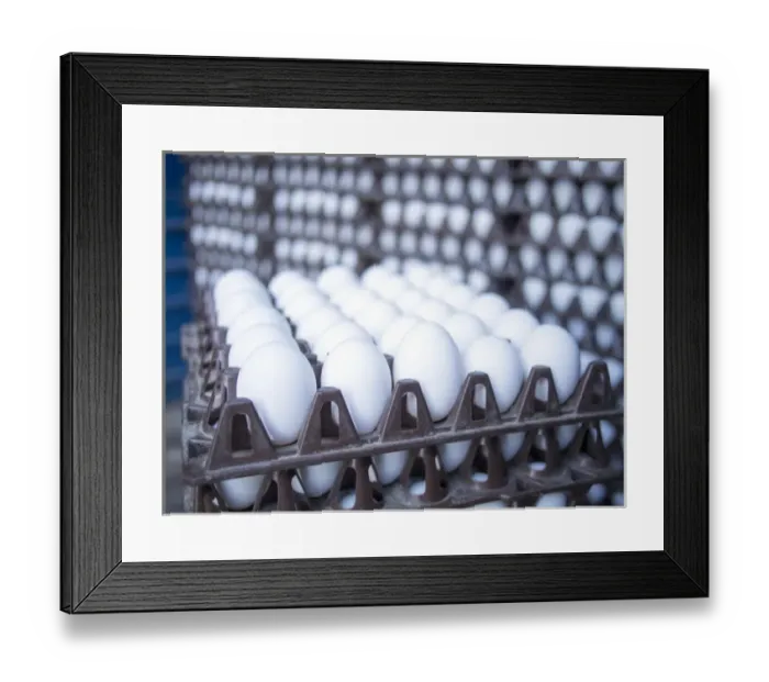 Framed Print : Eggs get stacked in crates in Bangalore, Karnataka, India