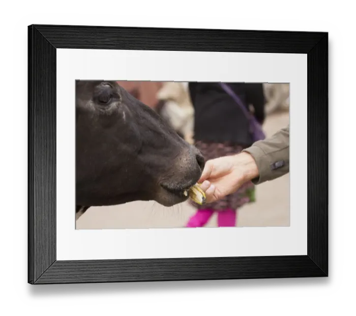 Framed Print : India, Uttar Pradesh, Varanasi. feeding the sacred cow Framed Print : India, Uttar Pradesh, Varanasi. feeding the sacred cow