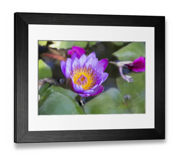 Framed Print : Asia, India, Rajasthan, Udaipur, water lily blossom in pond Framed Print : Asia, India, Rajasthan, Udaipur, water lily blossom in pond