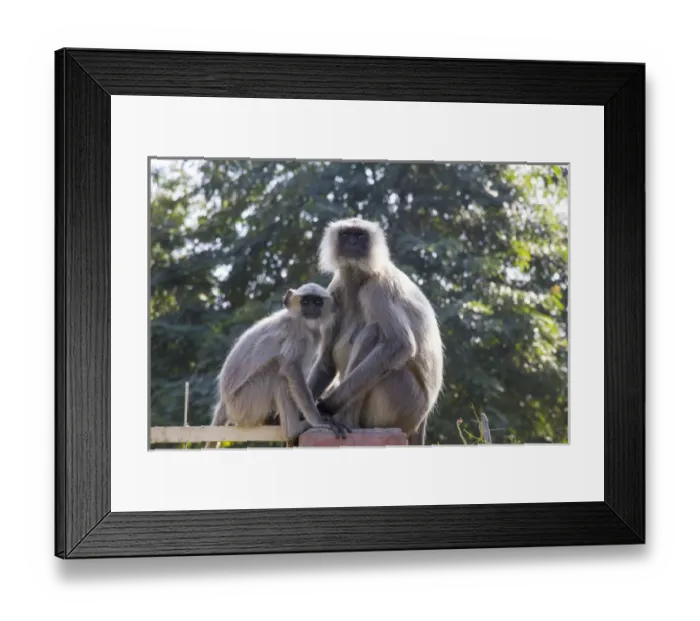 Framed Print : Asia, India, Rajasthan, Udaipur, Langur monkeys, mother and baby
