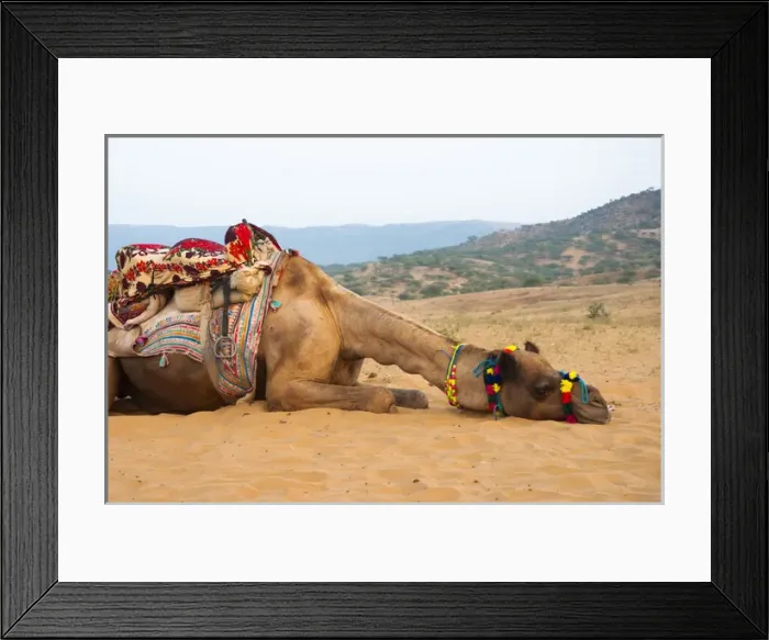 Framed Print : A tired camel, Pushkar, Rajasthan, India Framed Print : A tired camel, Pushkar, Rajasthan, India