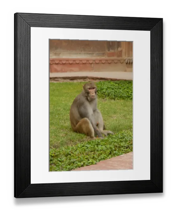 Framed Print : Agra Fort, Agra, Uttar Pradesh, India Framed Print : Agra Fort, Agra, Uttar Pradesh, India