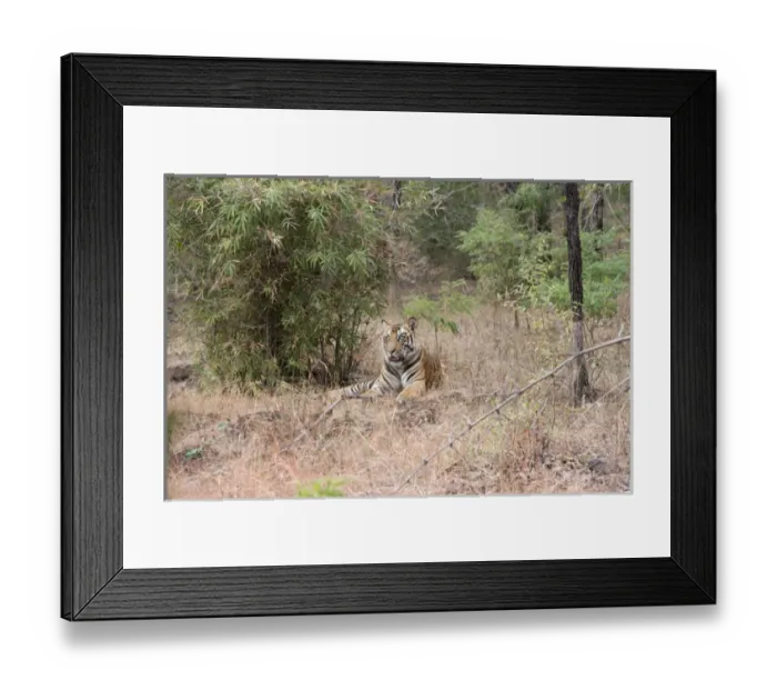 Framed Print : Asia, India, Bandhavgarh National Park. Tiger (Panthera tigris) Framed Print : Asia, India, Bandhavgarh National Park. Tiger (Panthera tigris)