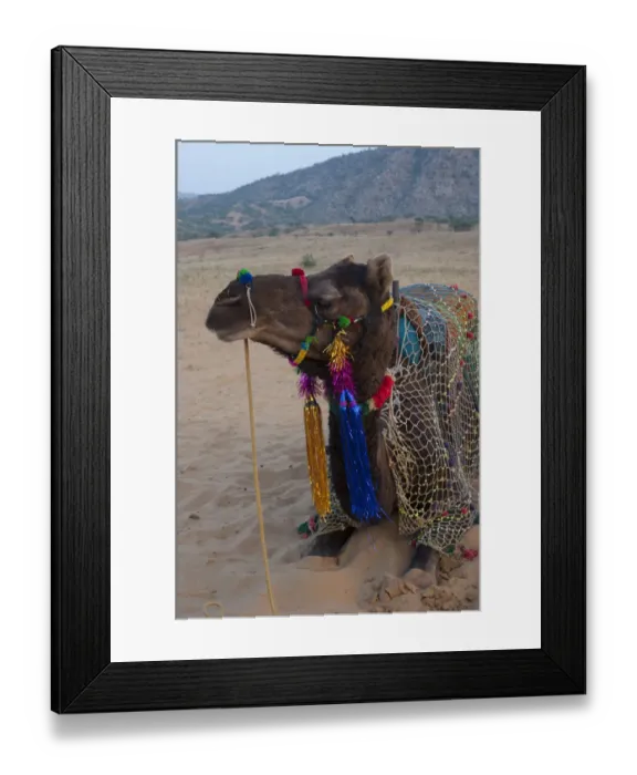 Framed Print : Brightly decorated camel, Pushkar, Rajasthan, India