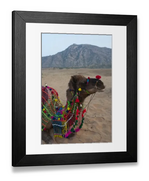 Framed Print : Brightly decorated camel, Pushkar, Rajasthan, India Framed Print : Brightly decorated camel, Pushkar, Rajasthan, India