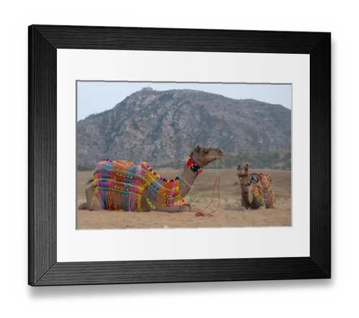 Framed Print : Brightly decorated camel, Pushkar, Rajasthan, India