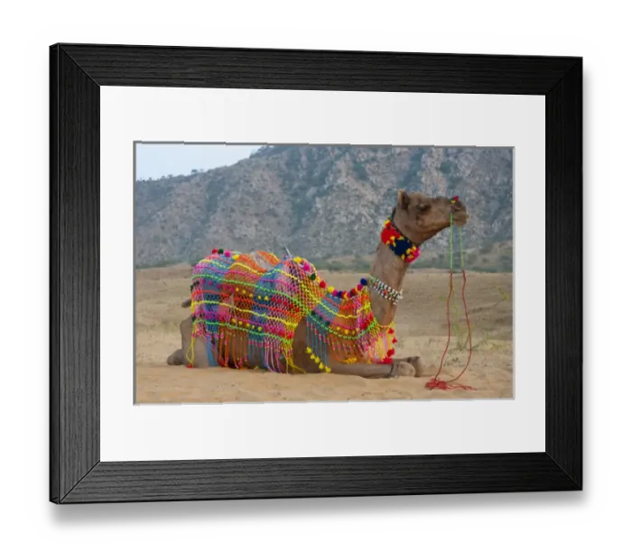 Framed Print : Brightly decorated camel, Pushkar, Rajasthan, India Framed Print : Brightly decorated camel, Pushkar, Rajasthan, India