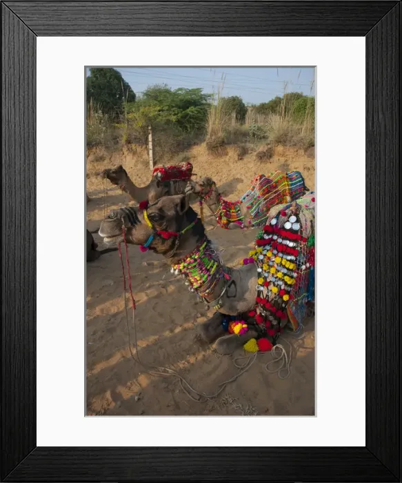 Framed Print : Camels before a ride, Pushkar, Rajasthan, India Framed Print : Camels before a ride, Pushkar, Rajasthan, India