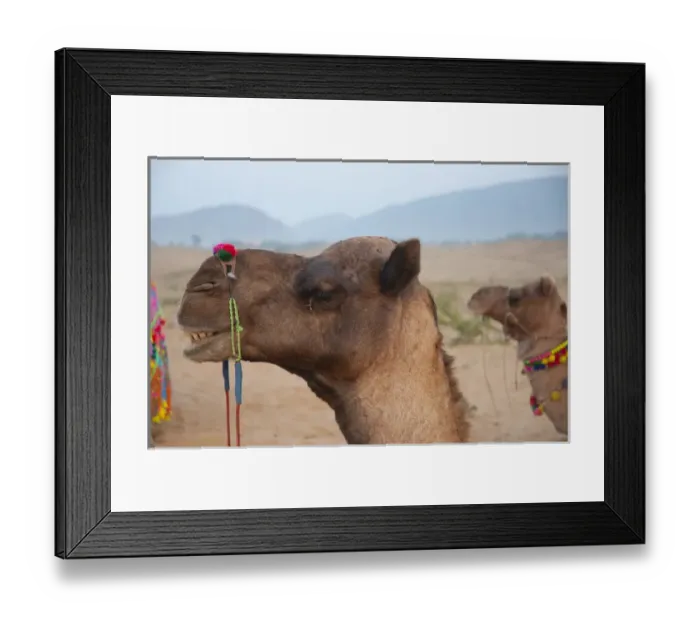 Framed Print : Closeup of a camel, Pushkar, Rajasthan, India Framed Print : Closeup of a camel, Pushkar, Rajasthan, India
