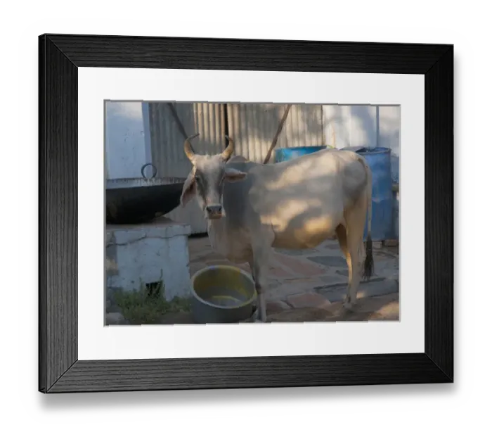 Framed Print : Cow wandering though the village, Jojawar, Rajasthan, India