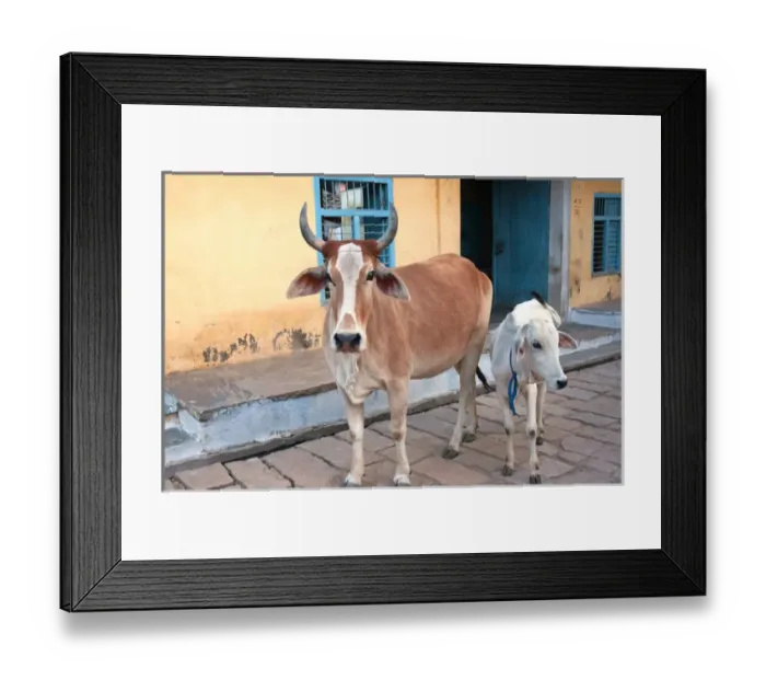 Framed Print : Cow and calf on the street, Jojawar, Rajasthan, India Framed Print : Cow and calf on the street, Jojawar, Rajasthan, India