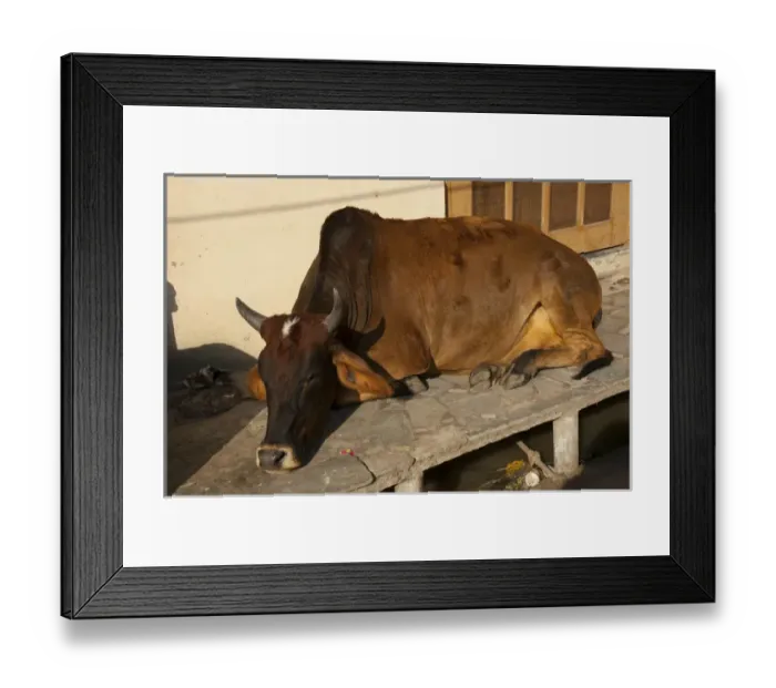 Framed Print : Cow sleeping on the sidewalk, Udaipur, Rajasthan, India Framed Print : Cow sleeping on the sidewalk, Udaipur, Rajasthan, India
