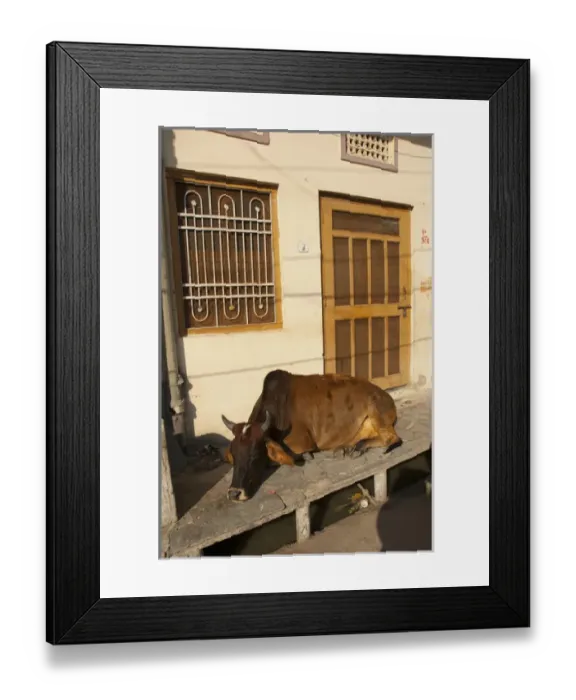 Framed Print : Cow sleeping on the sidewalk, Udaipur, Rajasthan, India Framed Print : Cow sleeping on the sidewalk, Udaipur, Rajasthan, India