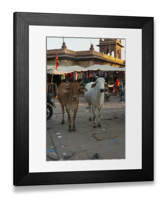 Framed Print : Cows in the market, Sardar Market, Jodhpur, Rajasthan, India Framed Print : Cows in the market, Sardar Market, Jodhpur, Rajasthan, India