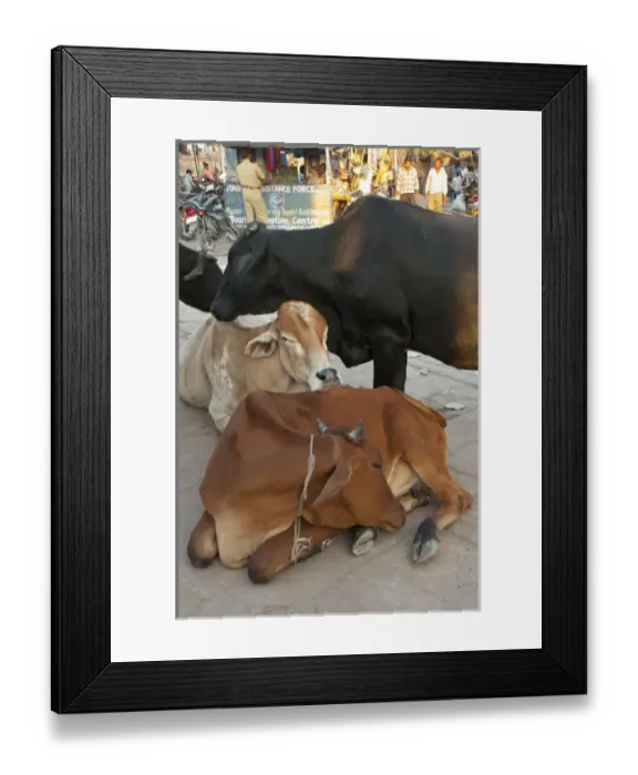 Framed Print : Cows in the market, Sardar Market, Jodhpur, Rajasthan, India Framed Print : Cows in the market, Sardar Market, Jodhpur, Rajasthan, India