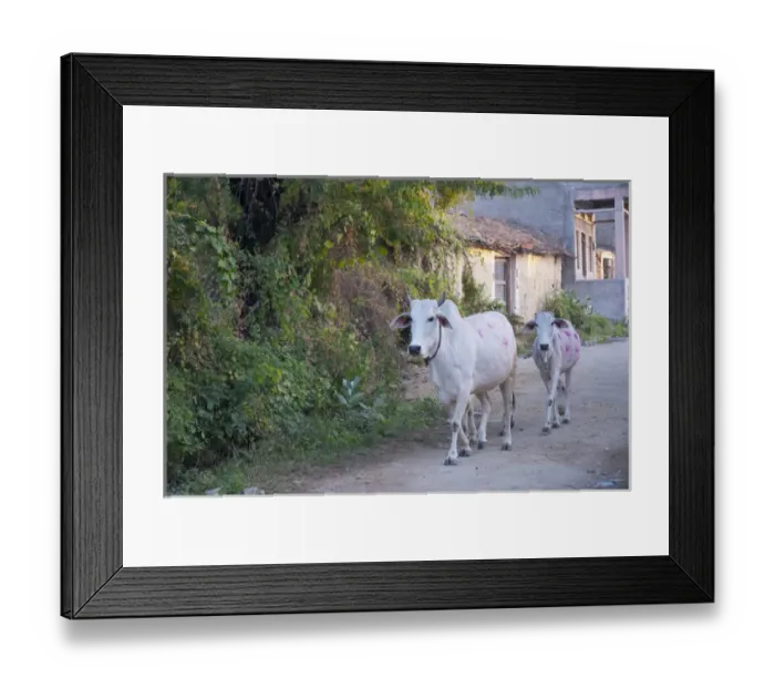 Framed Print : Cows painted in different patters and colors to show ownership, Jojawar, Rajasthan, India Framed Print : Cows painted in different patters and colors to show ownership, Jojawar, Rajasthan, India