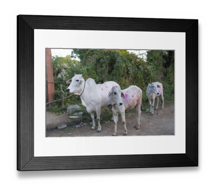 Framed Print : Cows painted in different patters and colors to show ownership, Jojawar, Rajasthan, India Framed Print : Cows painted in different patters and colors to show ownership, Jojawar, Rajasthan, India
