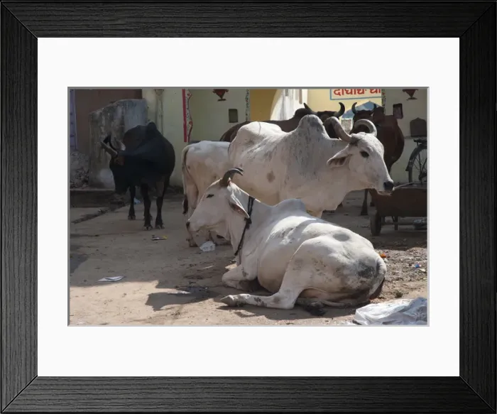 Framed Print : Cows, Pushkar, Rajasthan, India