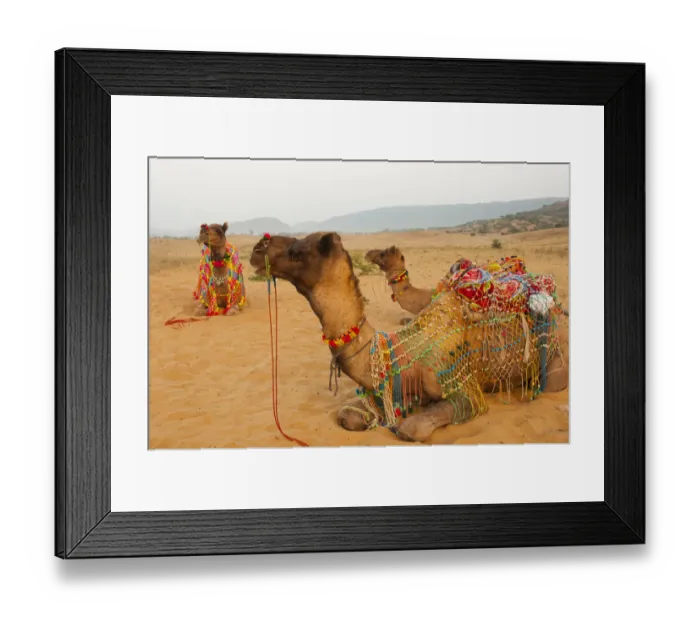 Framed Print : Decorated camels, Pushkar, Rajasthan, India Framed Print : Decorated camels, Pushkar, Rajasthan, India