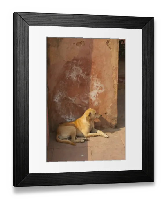 Framed Print : Dog resting in the shade, Palace at Fatehpur Sikri, Uttar Pradesh, India Framed Print : Dog resting in the shade, Palace at Fatehpur Sikri, Uttar Pradesh, India