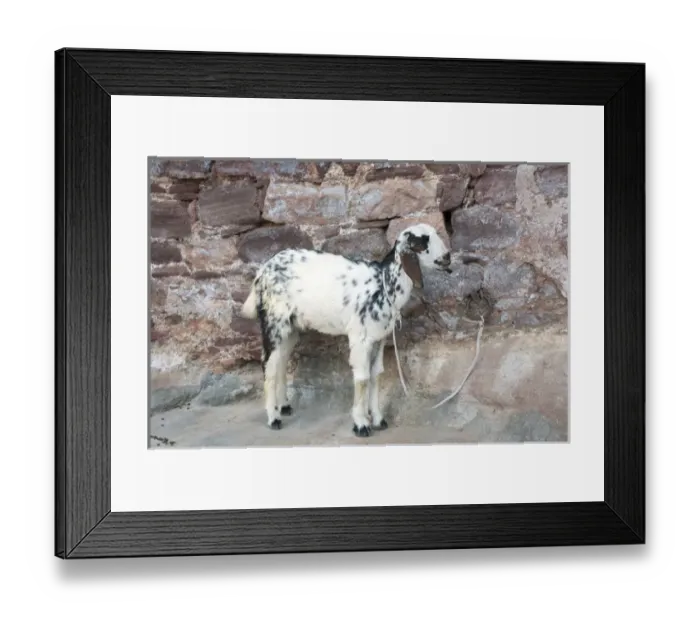 Framed Print : Goat, Jodhpur, Rajasthan, India