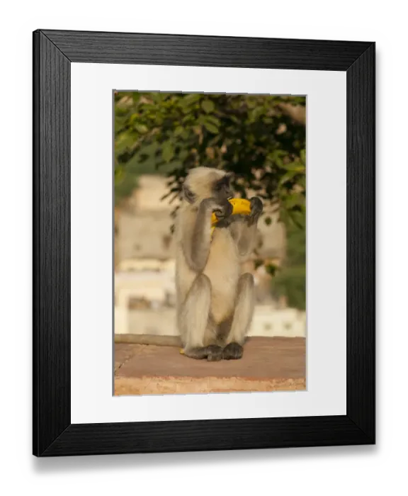 Framed Print : Langur Monkey, Amber Fort, Jaipur, Rajasthan, India Framed Print : Langur Monkey, Amber Fort, Jaipur, Rajasthan, India