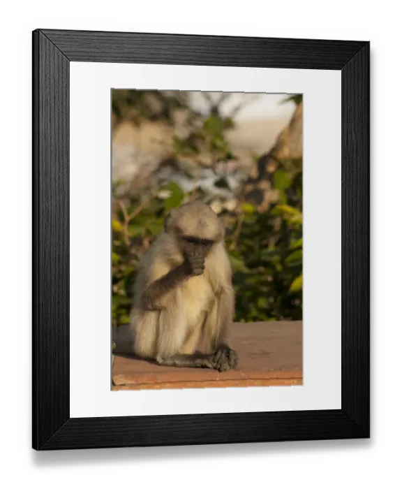 Framed Print : Langur Monkey, Amber Fort, Jaipur, Rajasthan, India Framed Print : Langur Monkey, Amber Fort, Jaipur, Rajasthan, India