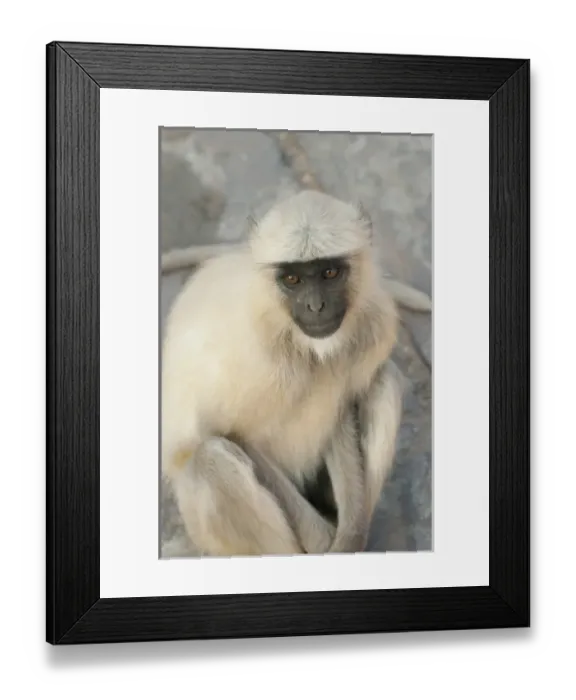 Framed Print : Langur Monkey, Amber Fort, Jaipur, Rajasthan, India Framed Print : Langur Monkey, Amber Fort, Jaipur, Rajasthan, India