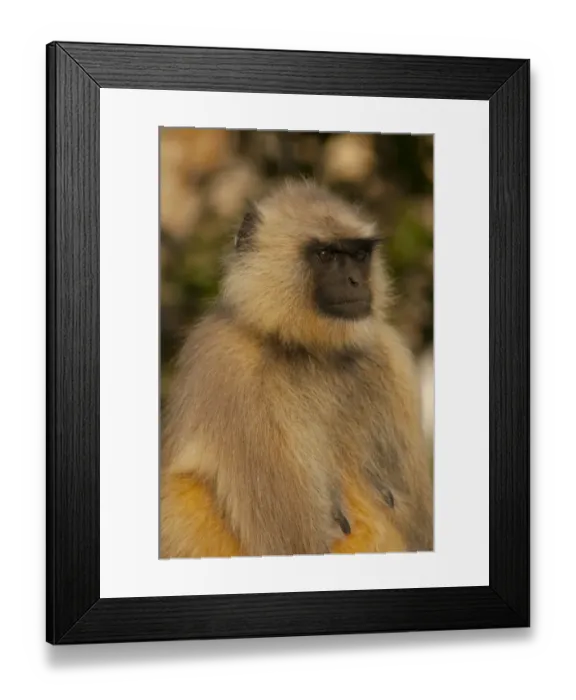 Framed Print : Langur Monkey, Amber Fort, Jaipur, Rajasthan, India Framed Print : Langur Monkey, Amber Fort, Jaipur, Rajasthan, India