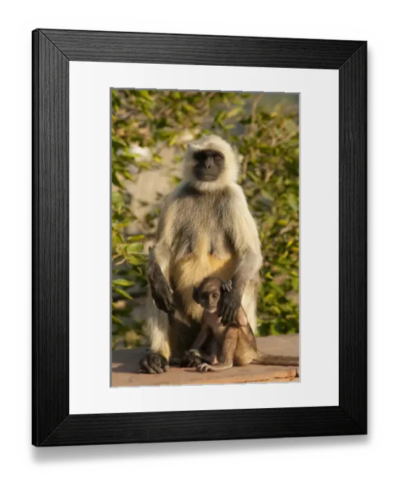 Framed Print : Langur Monkey, Amber Fort, Jaipur, Rajasthan, India Framed Print : Langur Monkey, Amber Fort, Jaipur, Rajasthan, India