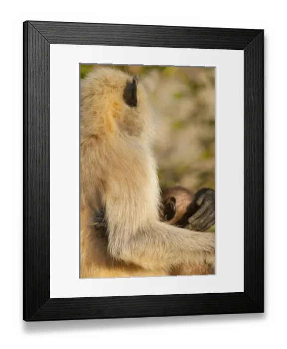 Framed Print : Langur Monkey, Amber Fort, Jaipur, Rajasthan, India Framed Print : Langur Monkey, Amber Fort, Jaipur, Rajasthan, India