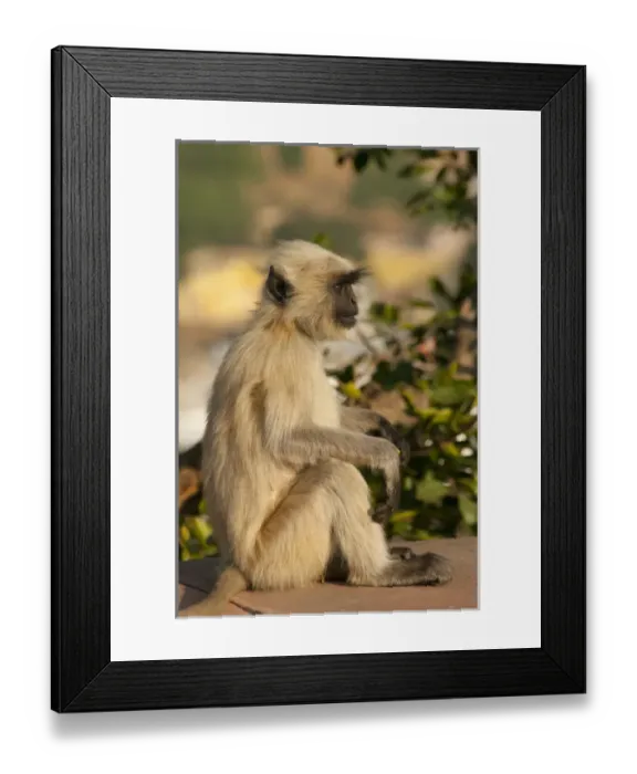 Framed Print : Langur Monkey, Amber Fort, Jaipur, Rajasthan, India Framed Print : Langur Monkey, Amber Fort, Jaipur, Rajasthan, India