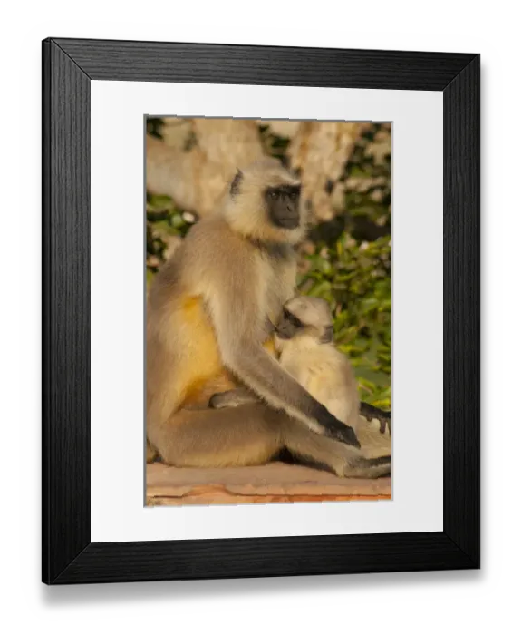 Framed Print : Langur Monkey, Amber Fort, Jaipur, Rajasthan, India Framed Print : Langur Monkey, Amber Fort, Jaipur, Rajasthan, India