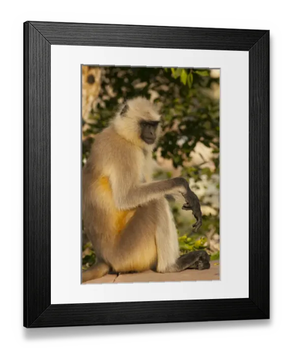 Framed Print : Langur Monkey, Amber Fort, Jaipur, Rajasthan, India Framed Print : Langur Monkey, Amber Fort, Jaipur, Rajasthan, India