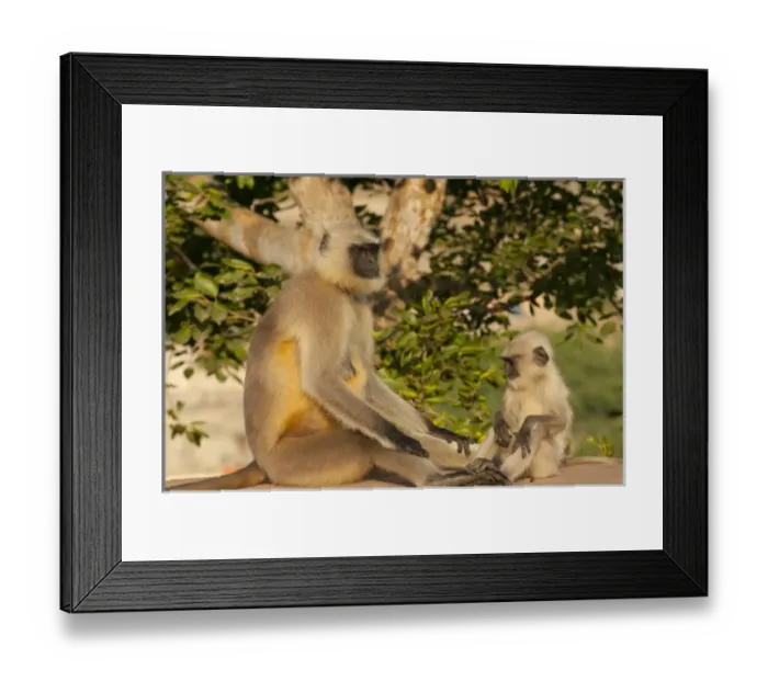 Framed Print : Langur Monkey, Amber Fort, Jaipur, Rajasthan, India Framed Print : Langur Monkey, Amber Fort, Jaipur, Rajasthan, India
