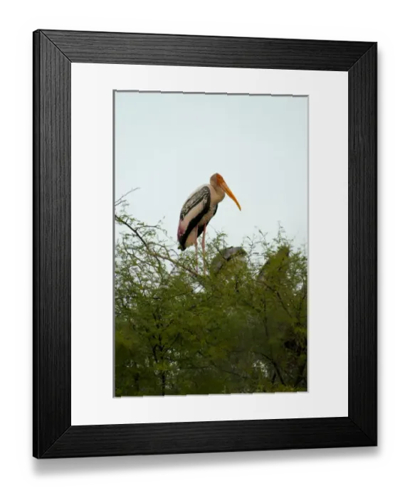 Framed Print : Painted stork (Mycteria leucocephala), Keoladeo National Park (Bharatpur bird sanctuary) Framed Print : Painted stork (Mycteria leucocephala), Keoladeo National Park (Bharatpur bird sanctuary)