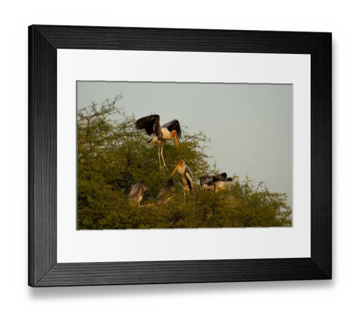 Framed Print : Painted storks (Mycteria leucocephala), Keoladeo National Park (Bharatpur bird sanctuary) Framed Print : Painted storks (Mycteria leucocephala), Keoladeo National Park (Bharatpur bird sanctuary)