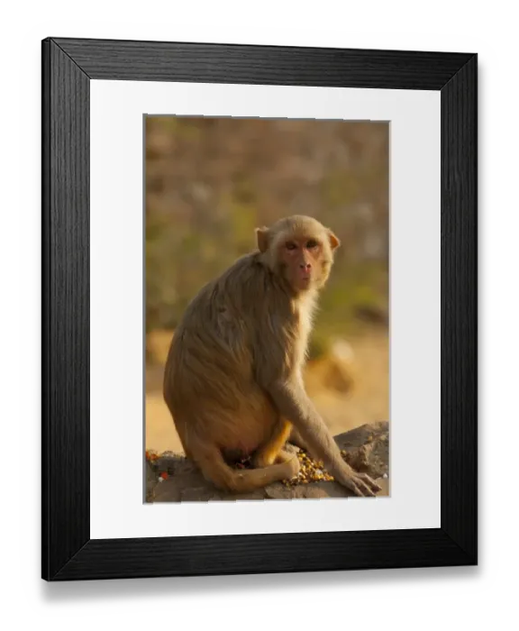 Framed Print : Rhesus Monkey, Monkey Temple, Jaipur, Rajasthan, India Framed Print : Rhesus Monkey, Monkey Temple, Jaipur, Rajasthan, India