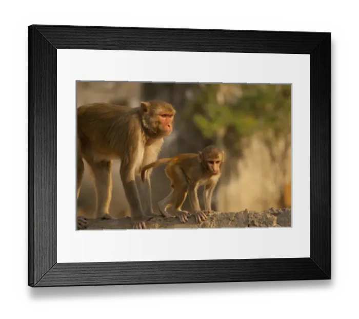Framed Print : Rhesus Monkey monther and baby, Monkey Temple, Jaipur, Rajasthan, India Framed Print : Rhesus Monkey monther and baby, Monkey Temple, Jaipur, Rajasthan, India