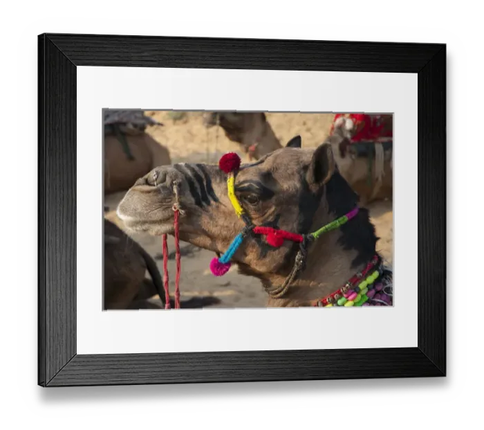 Framed Print : Pushkar, Rajasthan, India