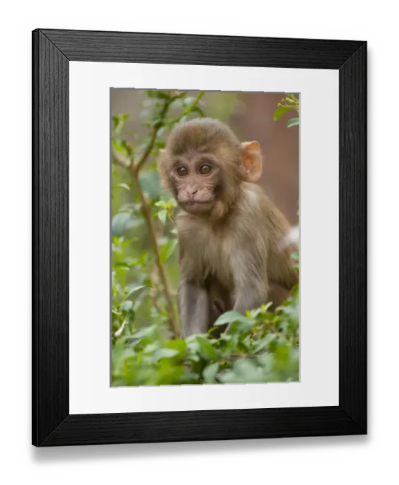 Framed Print : Rhesus monkey baby, Monkey Temple, Jaipur, Rajasthan, India Framed Print : Rhesus monkey baby, Monkey Temple, Jaipur, Rajasthan, India