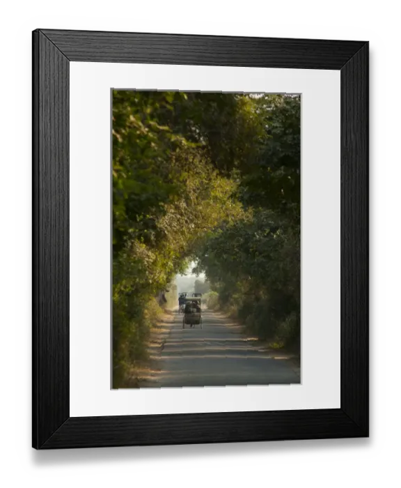 Framed Print : Road through Keoladeo National Park (Bharatpur bird sanctuary), Bharatpur, Rajasthan Framed Print : Road through Keoladeo National Park (Bharatpur bird sanctuary), Bharatpur, Rajasthan