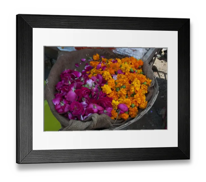Framed Print : Roses and marigolds, the flowers of Pushkar, Rajasthan, India Framed Print : Roses and marigolds, the flowers of Pushkar, Rajasthan, India