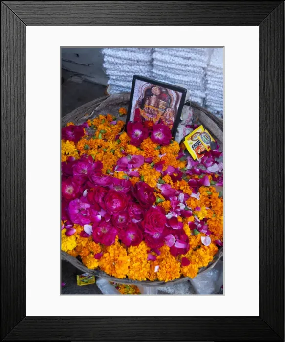Framed Print : Roses and marigolds, the flowers of Pushkar, Rajasthan, India Framed Print : Roses and marigolds, the flowers of Pushkar, Rajasthan, India