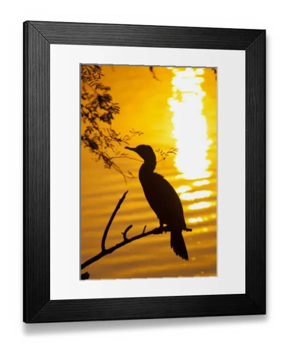 Framed Print : Silhouette of an Indian cormorant (Phalacrocorax fuscicollis), Keoladeo National Park Framed Print : Silhouette of an Indian cormorant (Phalacrocorax fuscicollis), Keoladeo National Park